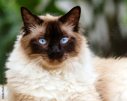 Portrait of Himalayan cat