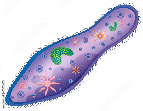 Paramecium