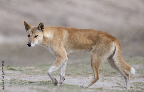 Australian dingo