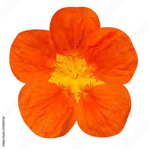 Orange nasturtium flower Isolated on White