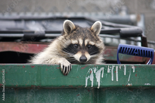 Raccoon