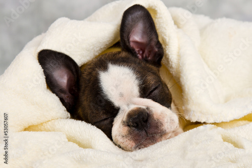 Boston terrier sleeping in white towels