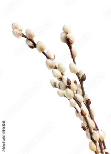 Catkins.