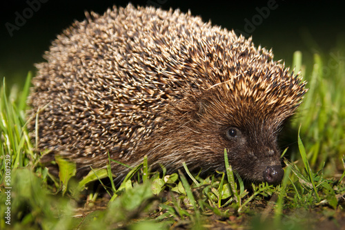 hedgehog - Erinaceus europaeus
