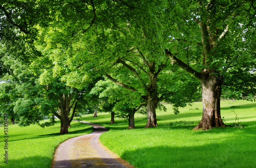 Narrow road running through an avenue of trees