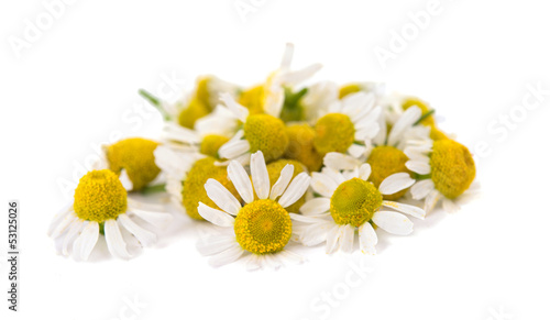 Medical Chamomile isolated