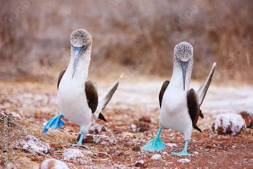 Blue footed booby mating dance