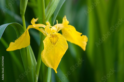 yellow Iris