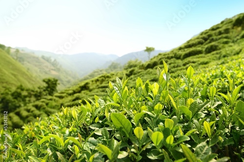 Tea Plantations