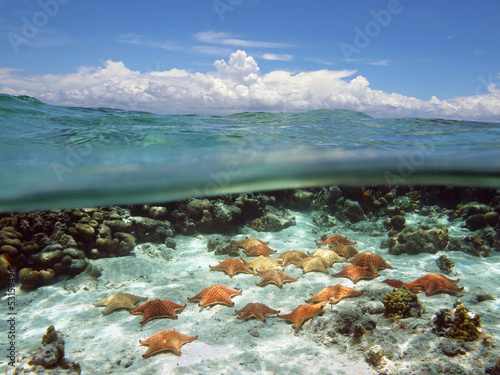 Split view with sky and underwater starfish
