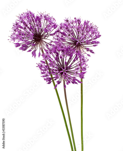 allium flowers iaolated on white