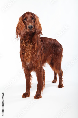 Irish Setter