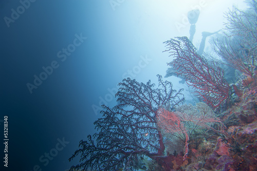 Colorful underwater landscape reef of Raja Ampat Papua