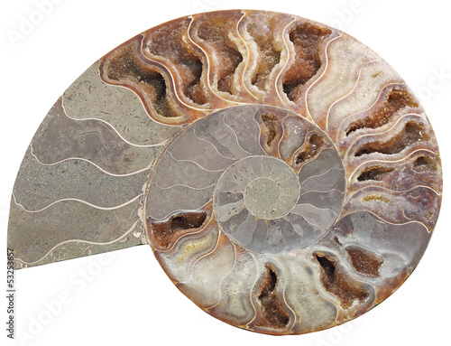 Ammonite stone