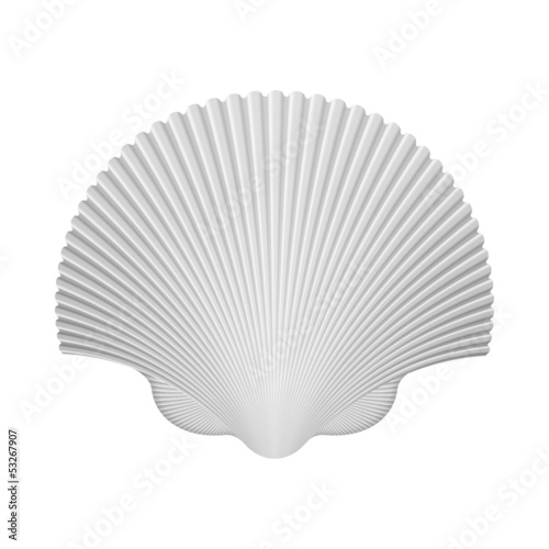 Scallop Shell. Isolated On White. Vector Illustration
