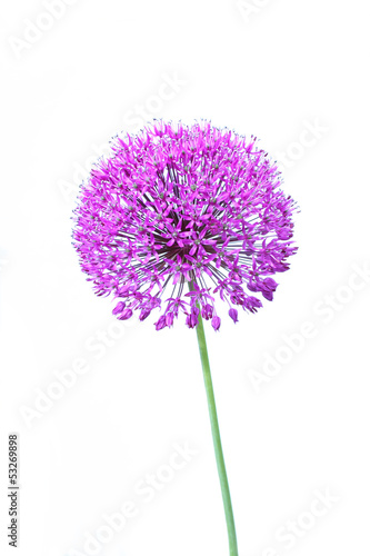 Beautiful blooming allium close up