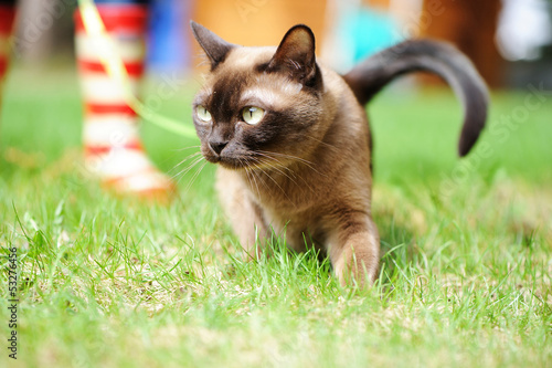 Burmese cat walking on green grass