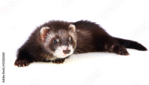 Ferret kit