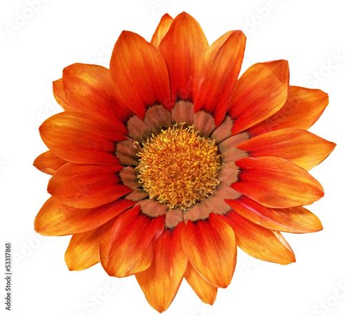 Single flower of Gazania. (Splendens genus asteraceae).Isolated