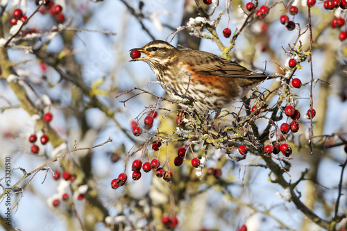 Redwing, Turdus iliacus, 