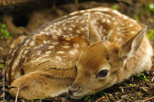 Just born young fallow deer