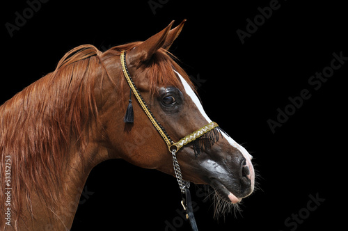 horse on a black background