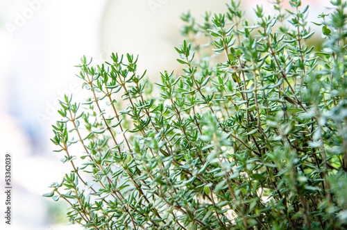 Greem fresh growing thyme herb