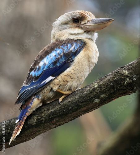 martin-chasseur géant à ailes bleues