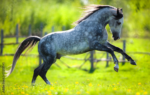 Gray horse running in field in spring.