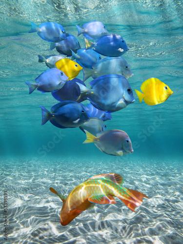 Underwater lights and colorful fish