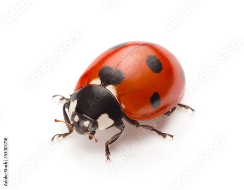 Ladybug