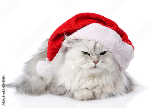 christmas cat in red Santa Claus cap isolated on a white 