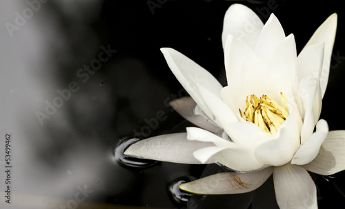 White water lily in a dark pond