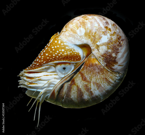 nautilus swimming, alive on black background studio shot