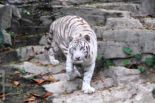 white tiger in China