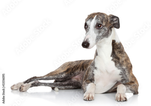 Whippet lying in front of white background