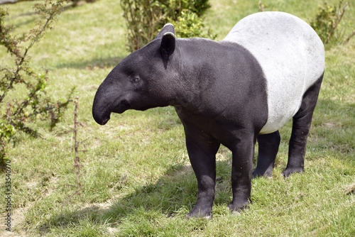 Malayan tapir (Tapirus indicus) on grass