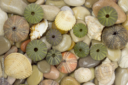 Sea urchin shells on pebbles