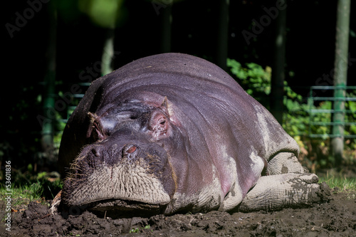 Sleeping Hippopotamus