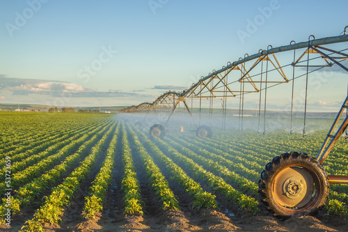 potato field