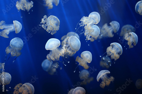 jellyfish background