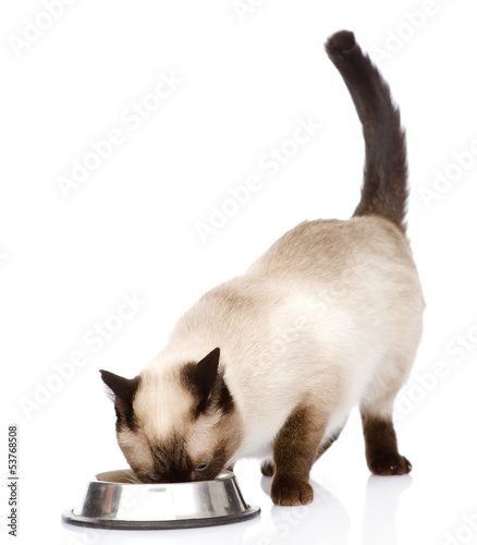 cat eating food. isolated on white background