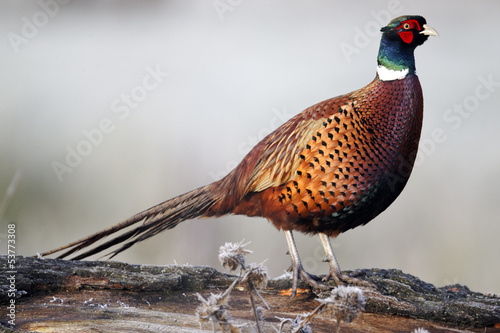 Common pheasant, Phasianus colchicus