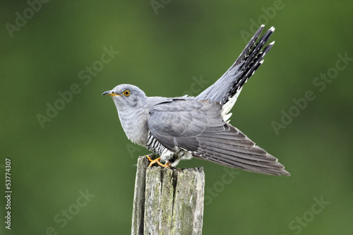 Cuckoo, Cuculus canorus