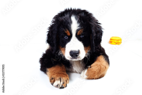 Puppy bernese mountain dog