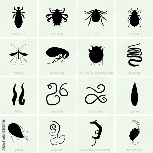 Human parasite icons
