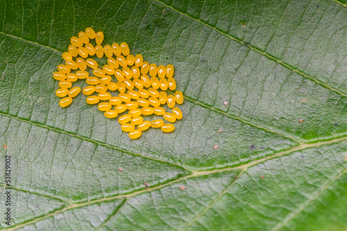 Aporia crataegi Eggs on Green Leaf Close-up