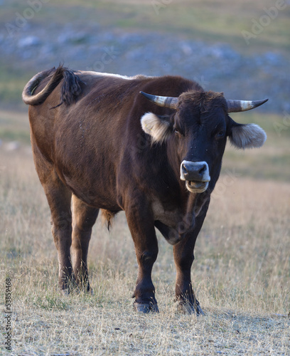 Bull on a meadow