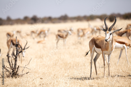 springbok