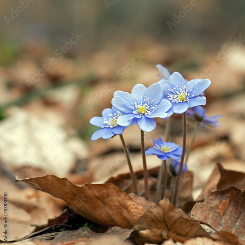 Hepatica nobilis